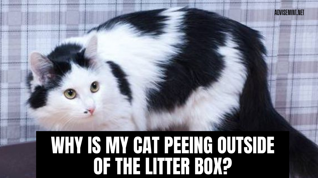 Why Is My Cat Peeing Outside Of The Litter Box?