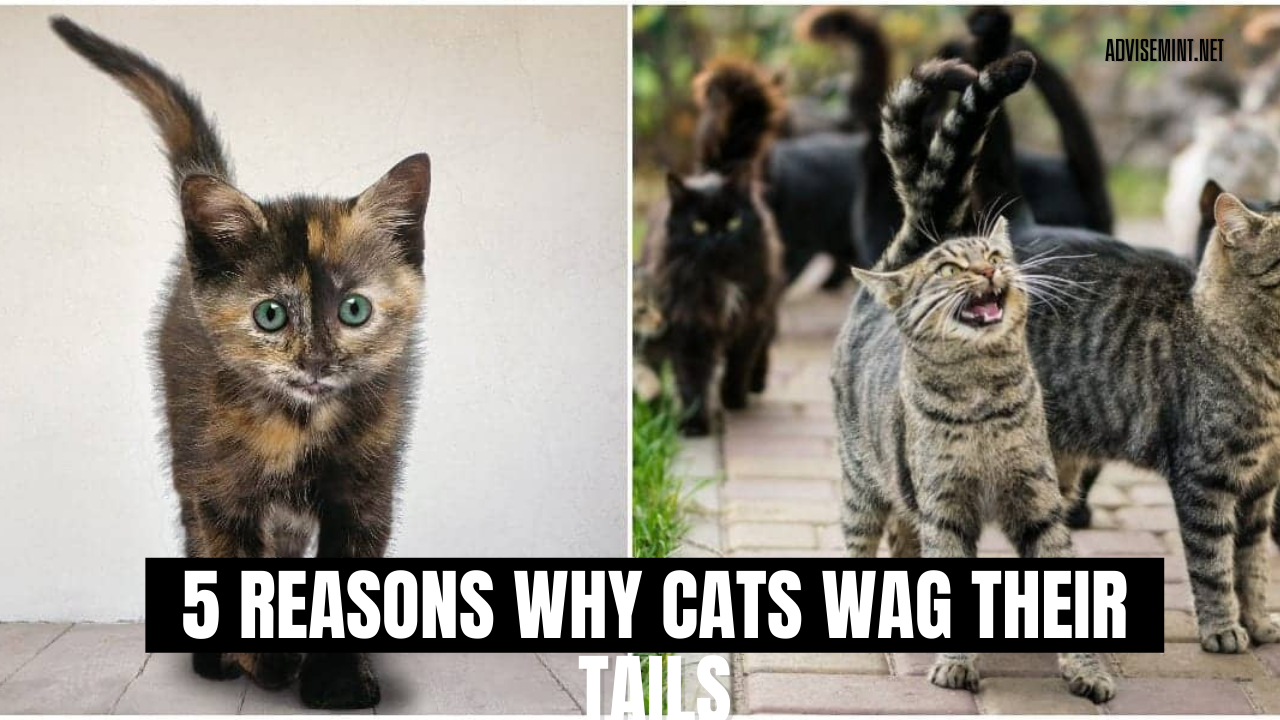 5 reasons why cats wag their tails