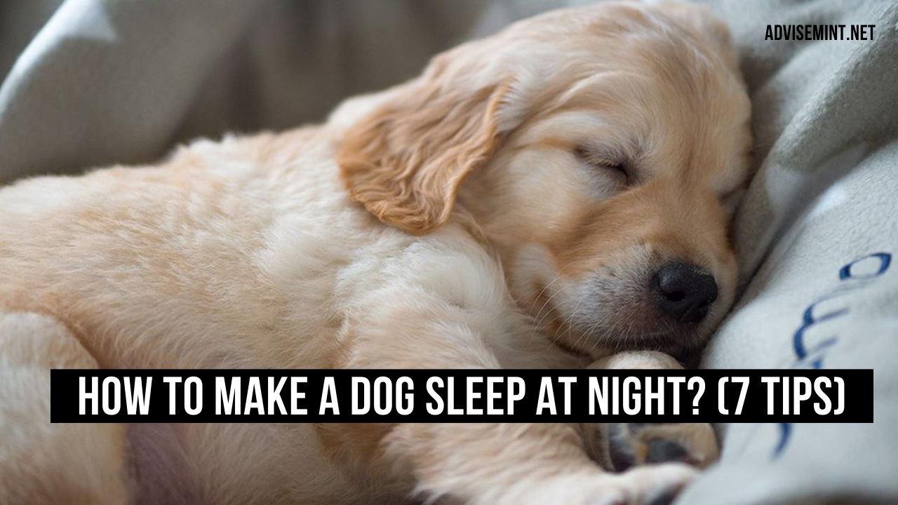 How to Make a Dog Sleep at Night? (7 Tips)