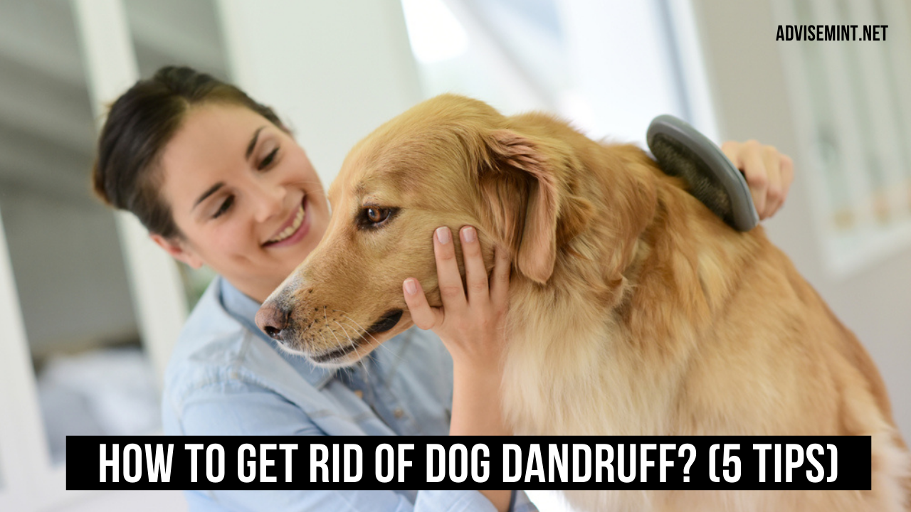 How to Get Rid of Dog Dandruff? (5 Tips)